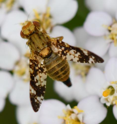 Oxyna flavipennis